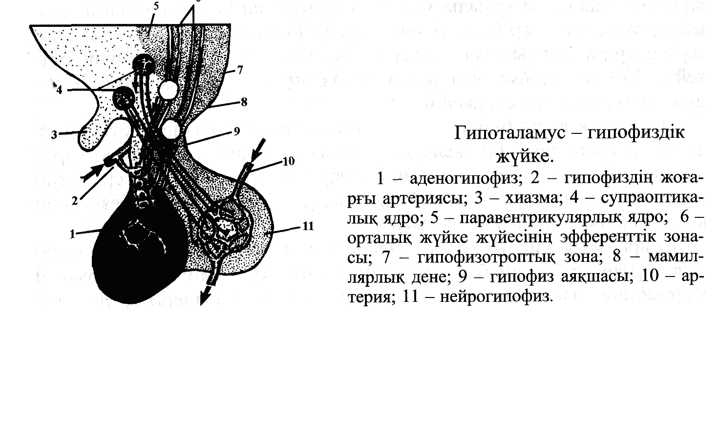 Горенбург секс