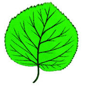 Жапырақтар суреті