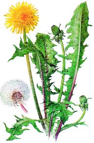 Сорылған киска