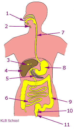 Таңертең ұйықтап жатқан әйелмен жыныстық қатынас