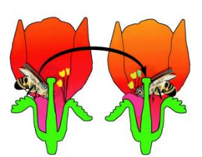 Бейне транссексуал Алиса