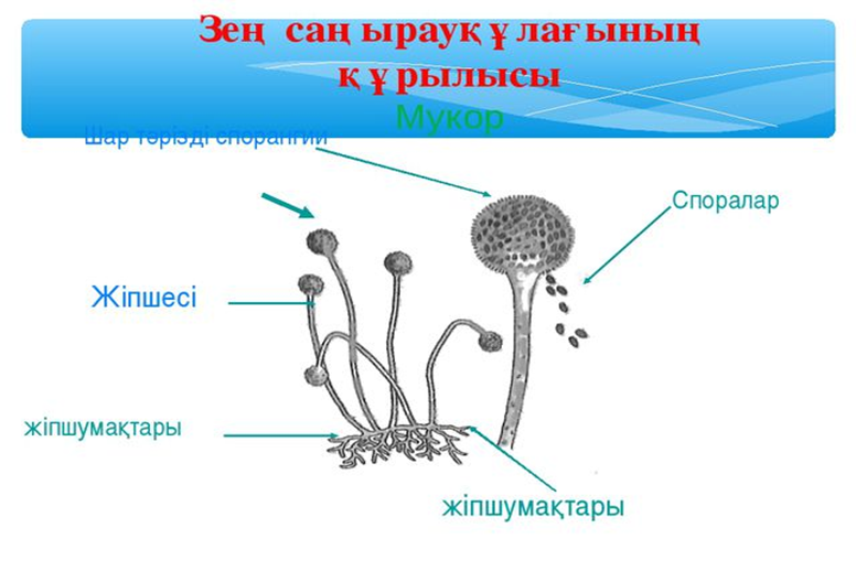 Неліктен сперматозоид саңырауқұлақтардың иісіне ұқсайды?