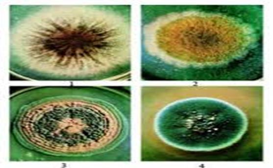 Могилевскінен порно