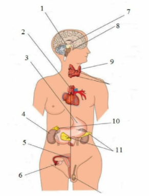 Порно ырғағы