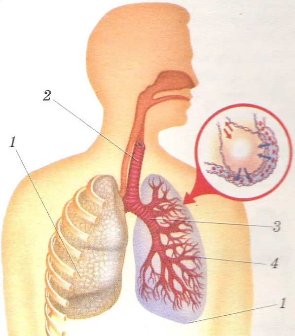 Оның аузына сперматозоидты құйды