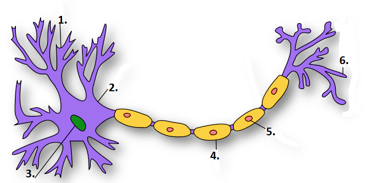 Тәжірибесіз азиялық әйелдермен порно Кішкентай мультфильмдер порно бабс қоян