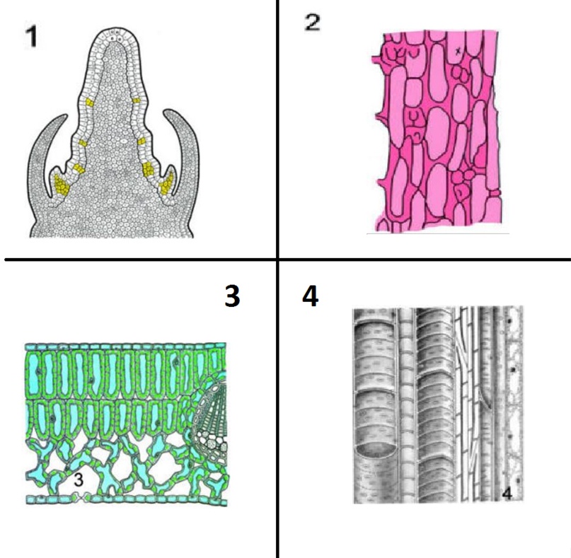 Арық аққұба порно