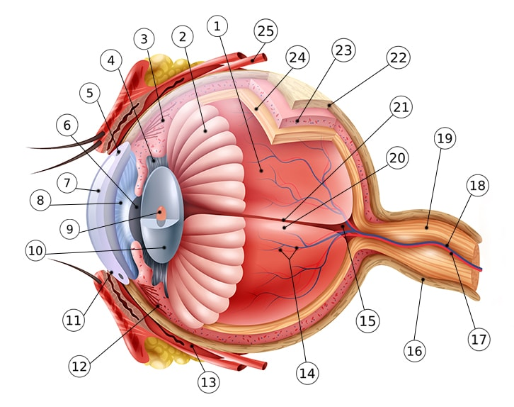 Наталья Ветлицкаямен жыныстық қатынас