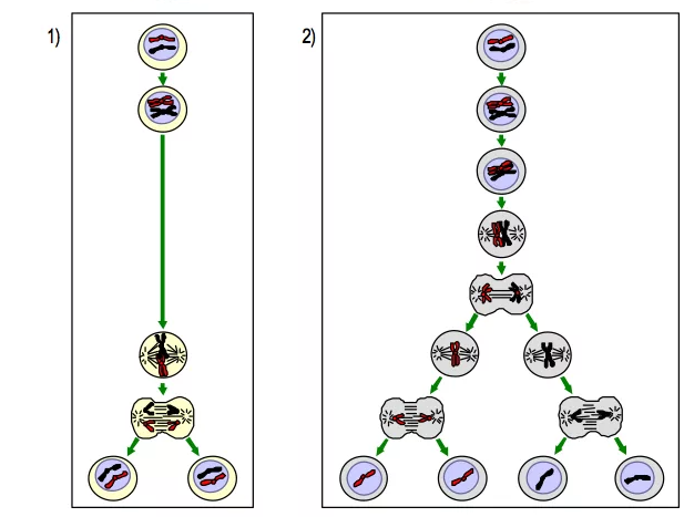 Шырынды жетілген кискалардың фотосуреттері