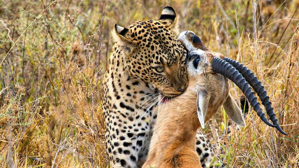 Күйеуінің құлының жалап, сорып жатқанын қараңыз Секс - бұл жыныстық қатынас және басқа ештеңе емес.