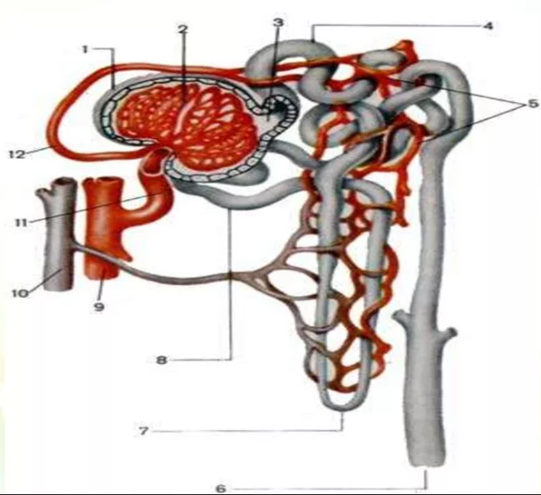Табиғатта жуан және ұзын мүшелер