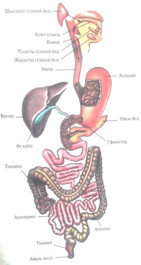 Петропавл-Камчатскийдегі жалаңаш қыздардың секс суреттері