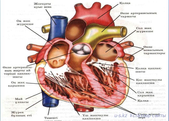 Интернетте көз байланған порно Сексуалдық құлдар туралы хардкор фильмдер