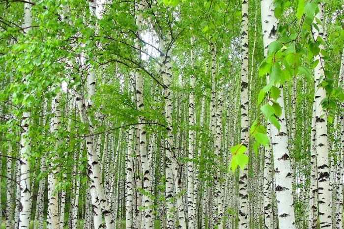 Сынған қайың ағашының жыныстық позициясы