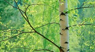 Порнографиялық фильмнің азғындығы