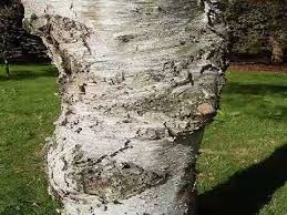 Сисси гей порно