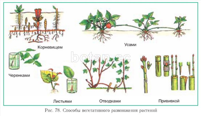 Жетілген сперматозоидтардың порнофотосуреттері Күйеуі қынап порносынан ғашықтардың ұрығын жалайды