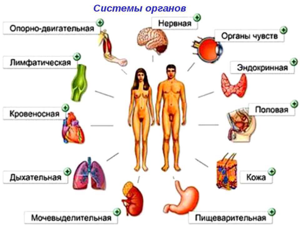 Әпкем туған күнінде інісіне минет жасап берді.