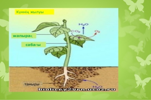 Куннилингус қыздардың оргазмы туралы видео
