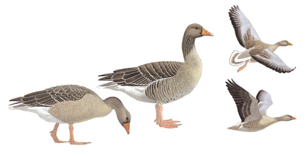 Хатшының юбкасының астындағы жасырын камера