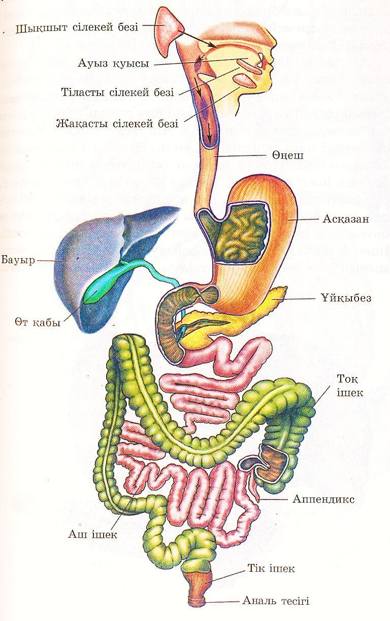 Қоқыс алаңындағы үйсіздермен порно