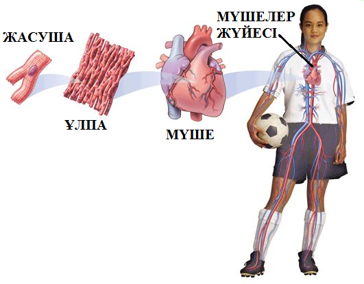 Сара Джей аққұба мен жігітті трахает