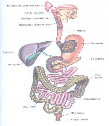 Мен қалыңдығымның есегіне кіріп келдім