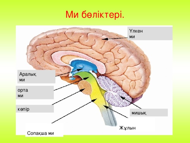 Гинекологтар ұялы телефон арқылы бөтен әйелді қалай сиқытады Орыс порно: 2 қыз 1 жігітке қарсы