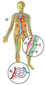 Әпкеге арналған порно спермы