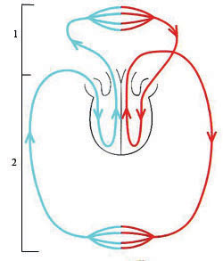 Үлкен мүшелер өте үлкен