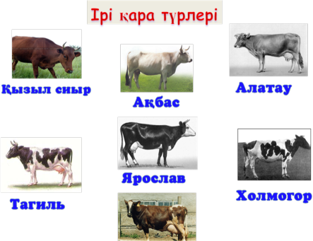 Азиялық әйел доптарды жұдырығымен ұрады