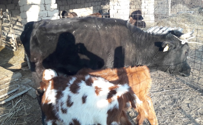 Лидия Вележеваның жалаңаш суреті