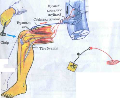 Қара адам өз мүшесін жігітке енгізеді