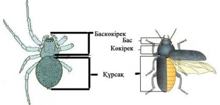 Жақсы куннилингус үшін