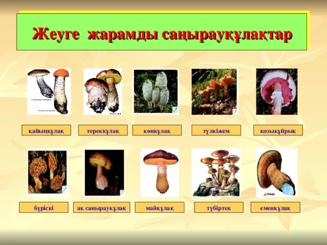 Саңырауқұлақ теруге бардым, бір әйелді ұрдым.