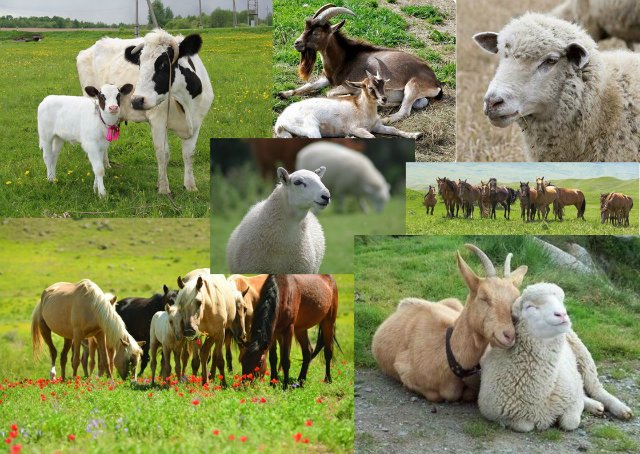 Мас шлюхамен порно