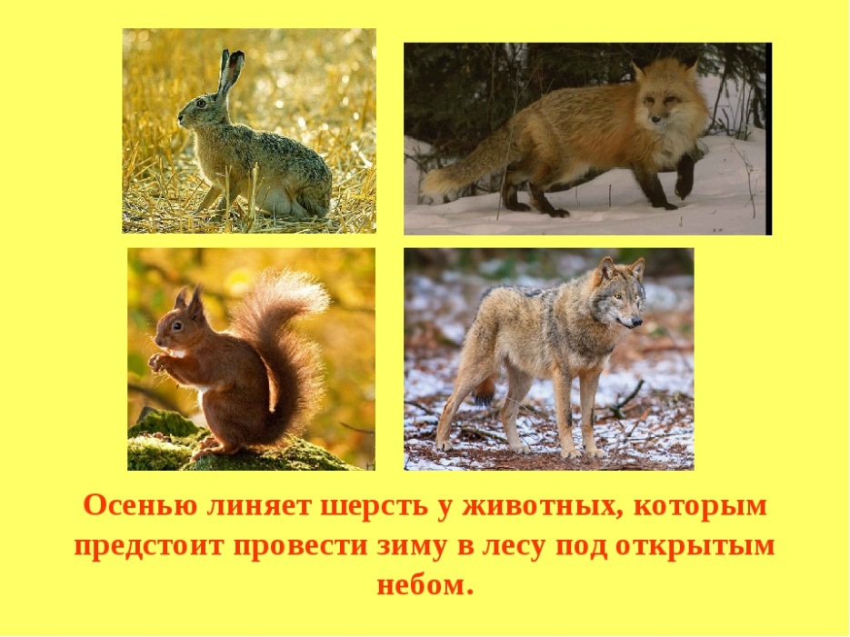 Жизнь животных разные времена года. Жизнь животных разные времена года. Жизнь животных разные времена года. Жизнь животных разные времена года. Дикие животные коллаж.