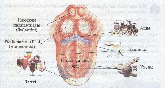 Ер адамның анусын қалай дамытуға болады