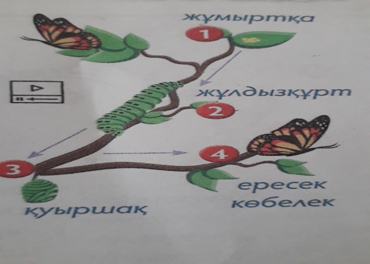 Жетілген кискадағы екі мүшесі