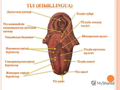 Жұтылу жетілген