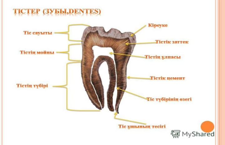 Қатты мүшені тістеп жатқан қыздардың фотосы
