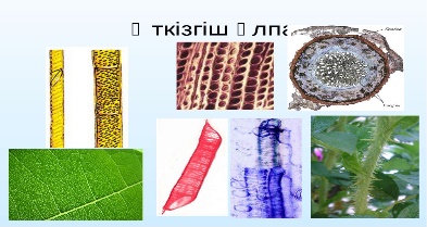 Ұлпалар. Улпа. Эпителий. Тері жасушалары фото. Түзуші ұлпа.