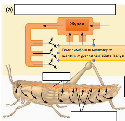 Сексуалдық құлды азаптау