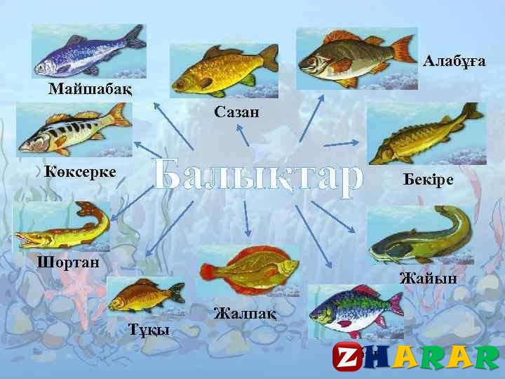 Қыздың порно анал сараптамасы