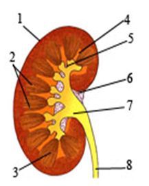 Хардкор массажы және секс бейнелері