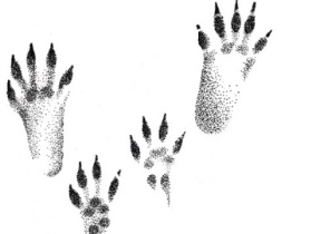 Көпшілік жабайы болып барады