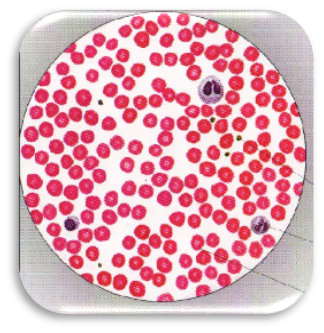 Жезөкшелер