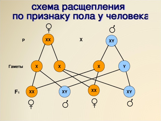 Менің көршімді силау (жеке сурет)
