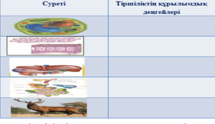 Хиджабтағы секс туралы порно видео