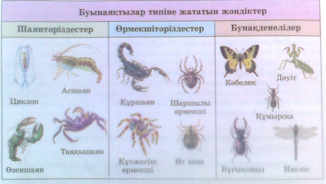 Буынаяктылар. Буынаяқтылар типі хордалылар типі. Бунақденелілер класы. Буынаяқтылар типі хордалылар типі. Буынаяктылар.